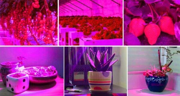 200 LED lempa augalų augimui apšvietimas profesionalus