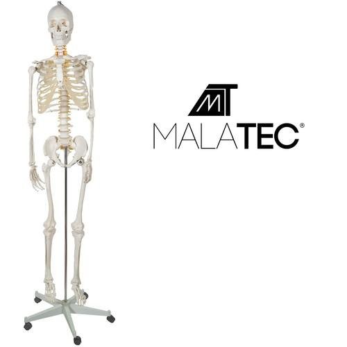 Žmogaus skeletas – 170cm Malatec 22583 žaidimas saugus